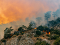 Trees burning in a forest fire.